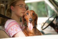 Wiener-Dog